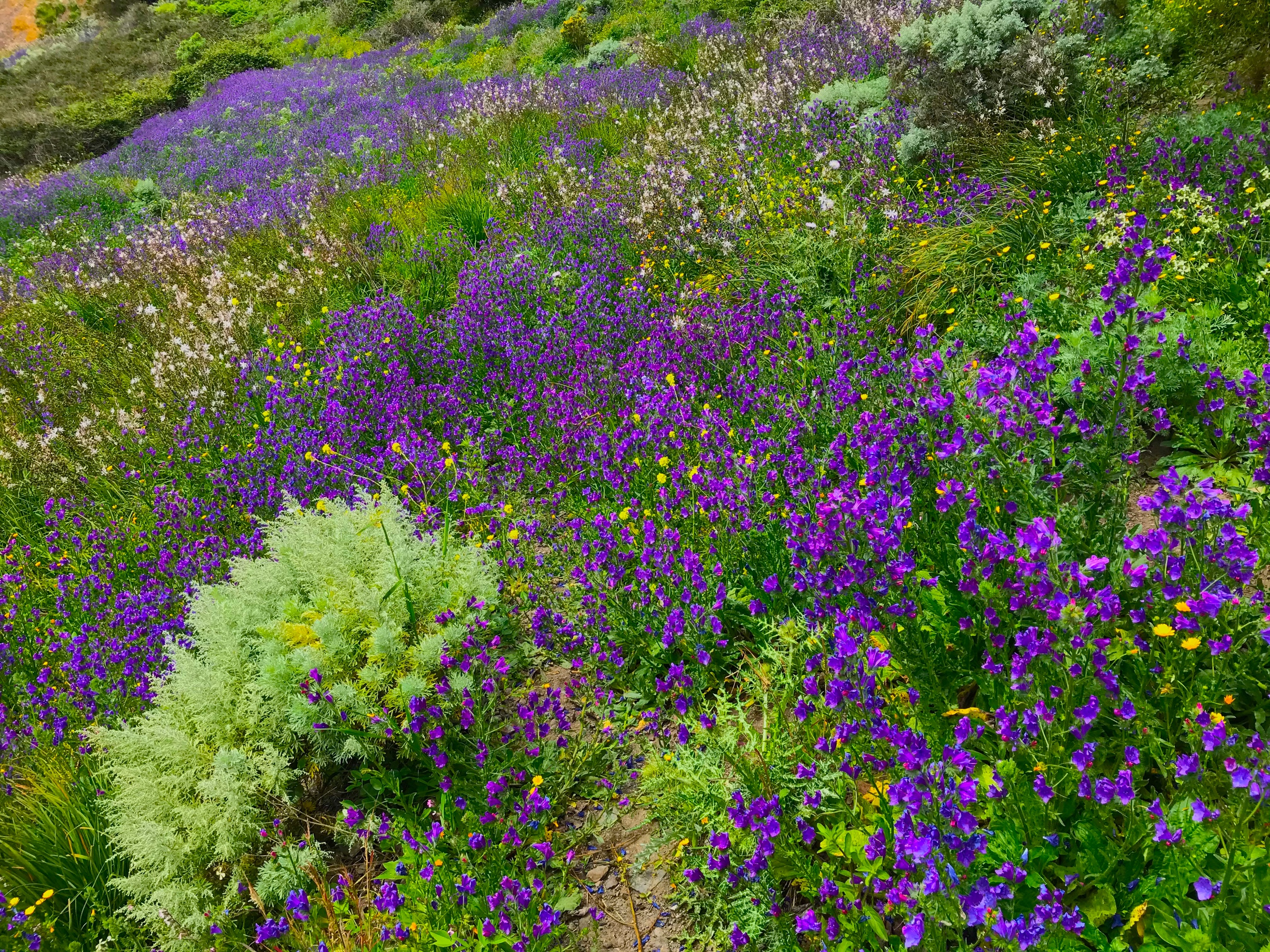 A field of purple flowers

Description automatically generated with low confidence
